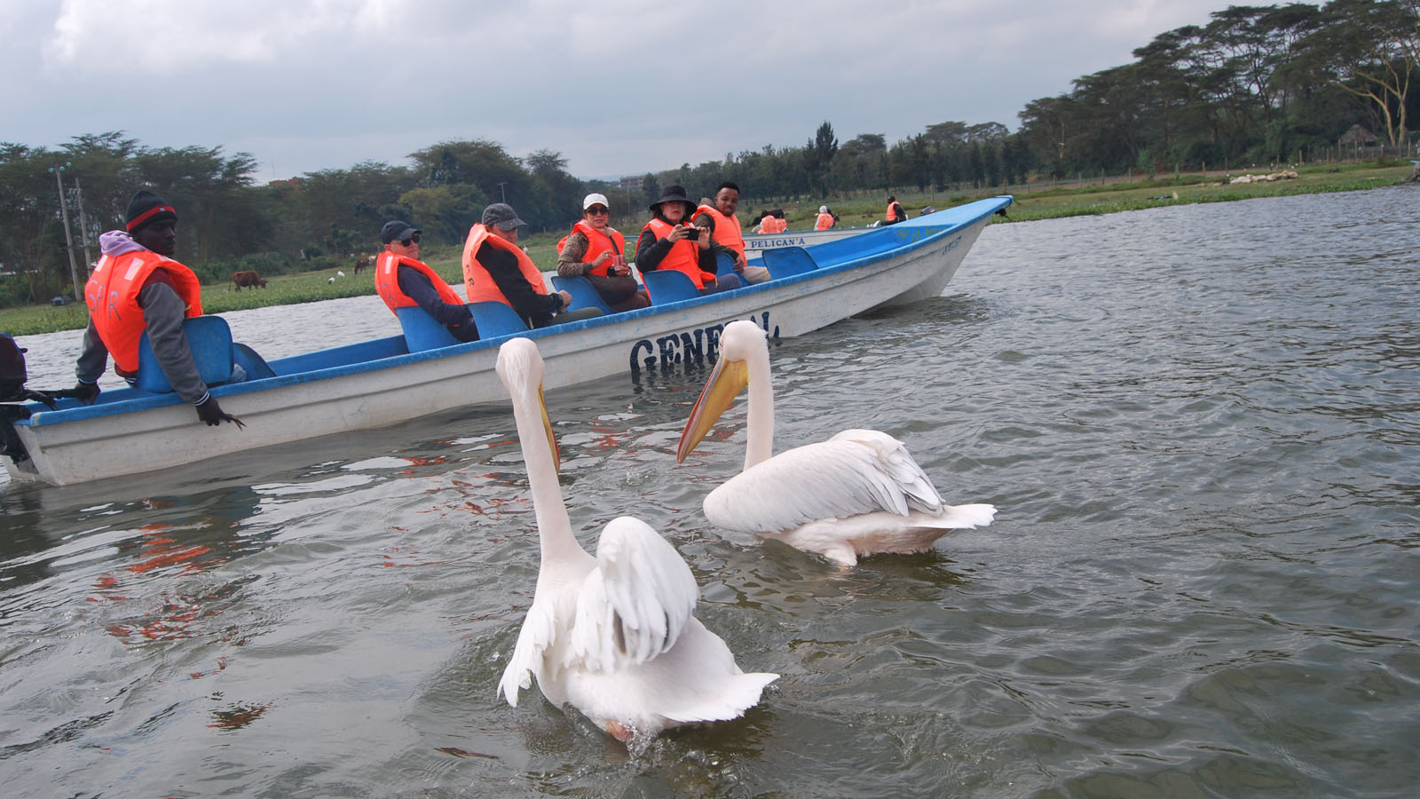 6-Day Lake Nakuru, Lake Naivasha & Maasai Mara Wildlife Safari
