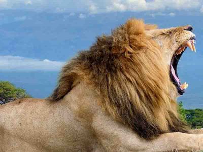 ambosli-national-park-lion