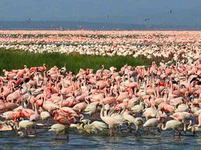 lake-nakuru-national-park