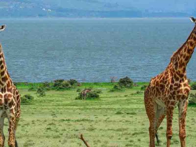 lake-naivasha