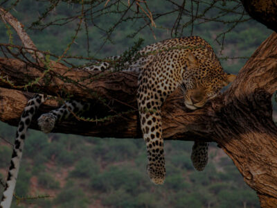 leopard-header